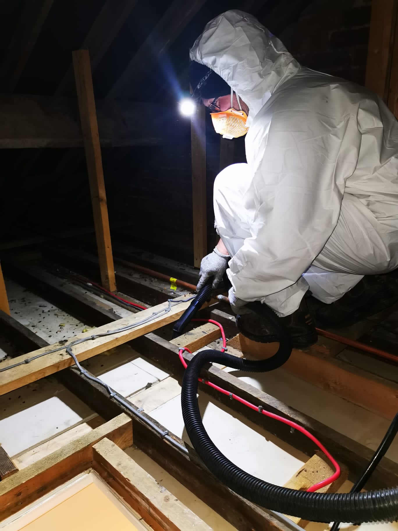 a pest management specialist doing an inspection in an attic